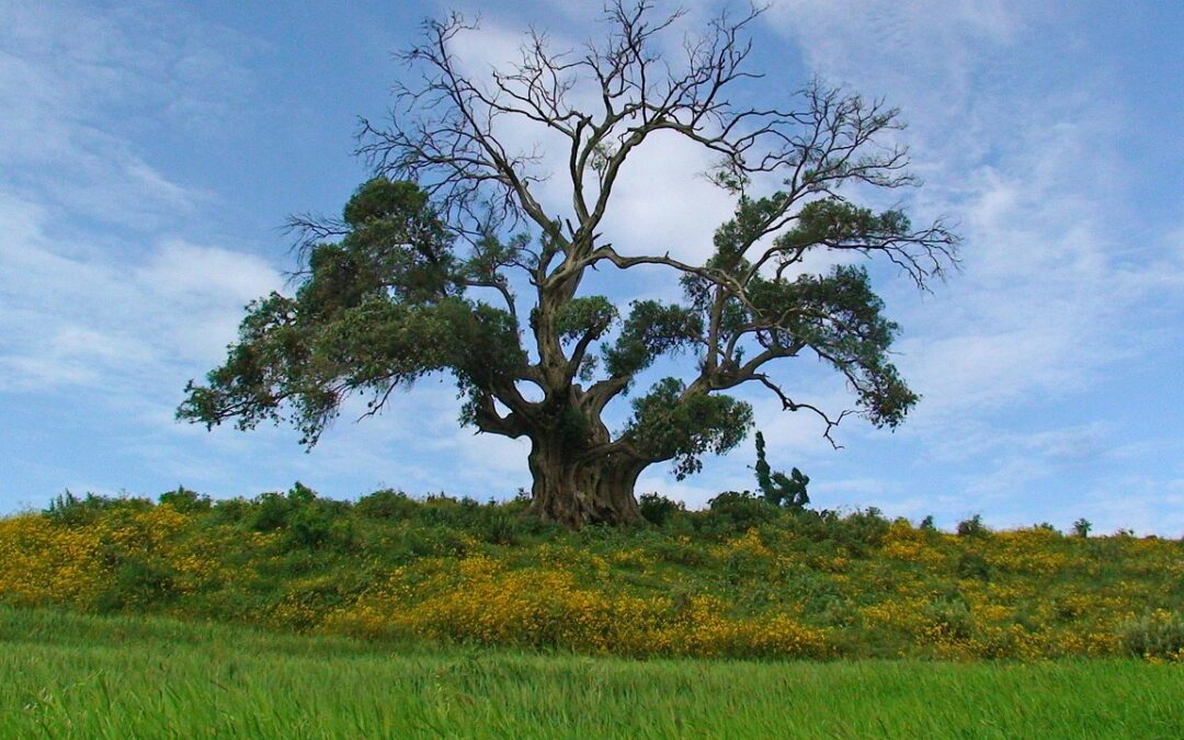 tree, nature, landscape, grass, wood, panoramic, outdoors, countryside, ethiopia, africa, country, scenery, flower wallpaper, travel, flowers, yellow, big tree, scenic, impressive, blue tree, blue wood, blue grass, ethiopia, beautiful flowers, ethiopia, flower background, ethiopia, ethiopia, ethiopia, big tree, big tree, big tree