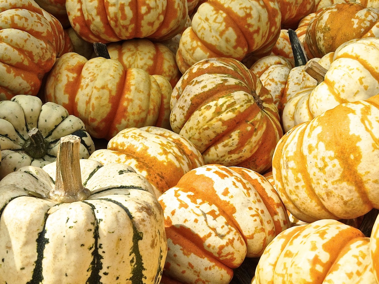 pumpkins, vegetables, harvest, gourds, produce, organic, pumpkin patch, pumpkin season, halloween decoration, pumpkins, pumpkins, pumpkins, pumpkins, pumpkins, gourds, pumpkin patch, pumpkin patch